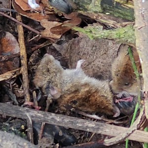 14K views · 146 reactions | I was struggling to load this one, but finally it has. A vole I filmed this last weekend enjoying the taste of its mate. | Shaun Harrison Angler | Facebook