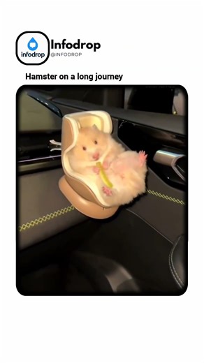 Hamster on a long journey