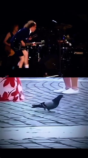 Angus Young - the duck's walk is imitated by the pigeon #acdc #angusyoung #duckwalk