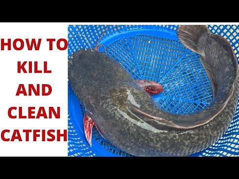 How to Kill and Clean Catfish With Ease || DIY #catfish #howtokillcatfish #Howtocleancatfish