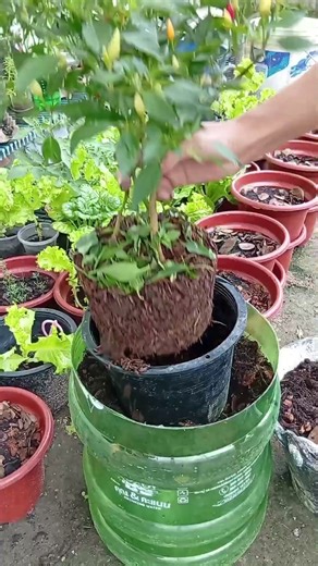 ไอเดียถังน้ำใหญ่ ปลูกพริกเจ็ดสี สวยๆ