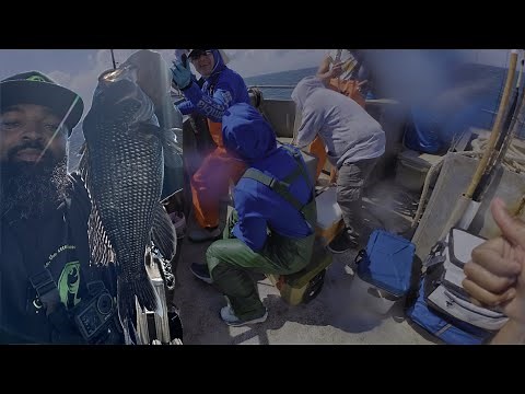 SEA BASS SLAUGHTER! Non-stop action on the Big Jamaica fishing charter- Brielle, New Jersey.