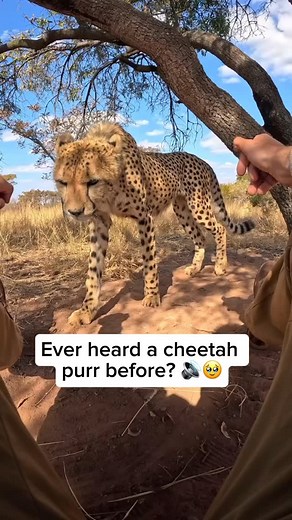 Cheetahs make a variety of sounds to communicate, each with a different meaning. Unlike big cats like lions and tigers, cheetahs cannot roar. Instead, they produce high-pitched chirps to call out to each other, especially between mothers and cubs. They also use growls, hisses, and moans to show aggression or discomfort. One of their most unique sounds is purring, which they do when relaxed, content, or bonding with companions. Unlike domestic cats, cheetahs can purr both while breathing in and o