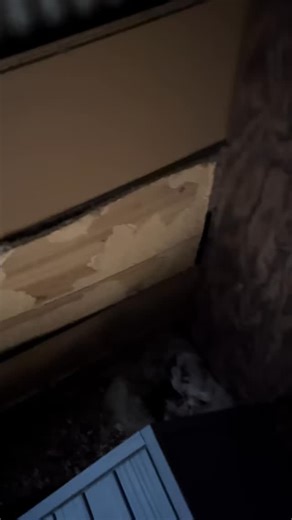 Baby bunnies#bunny#bunnies#babybunnies | Mini Cuddles Mobile Ranch