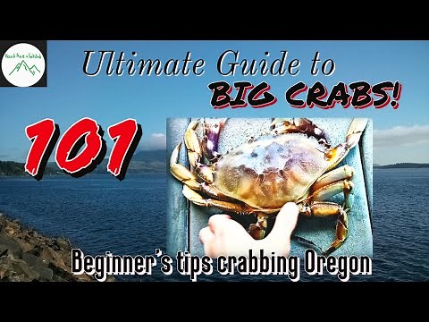 A Beginner's Guide to Crabbing (MONSTER CRABS CAUGHT) Netarts Bay, OR