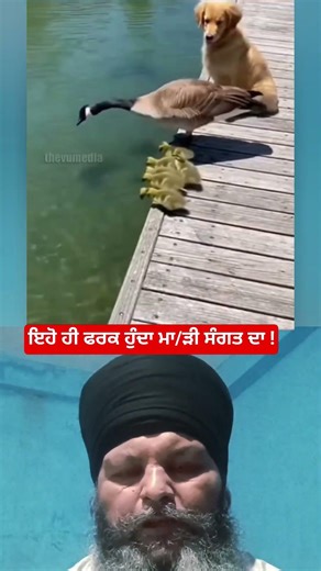 ਇਹ ਫਰਕ ਹੁੰਦਾ ਜੀ ਸੰਗਤ ਦਾ !##shortvideo #ytshorts #duet #animallife #trending #dog #duck #duckbaby