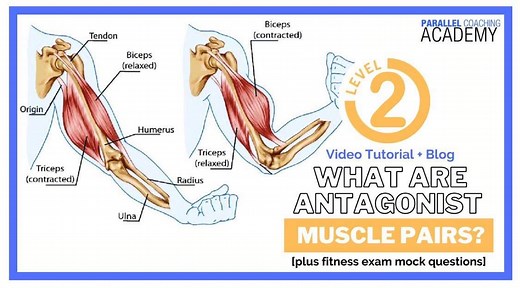 What Are Antagonist Muscle Pairs?