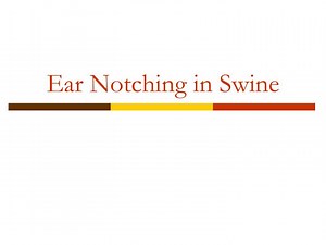 Ear Notching in Swine - SlideServe