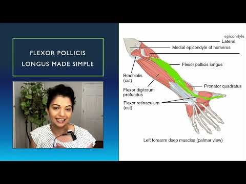 – Introduction: Why the Flexor Pollicis Longus matters