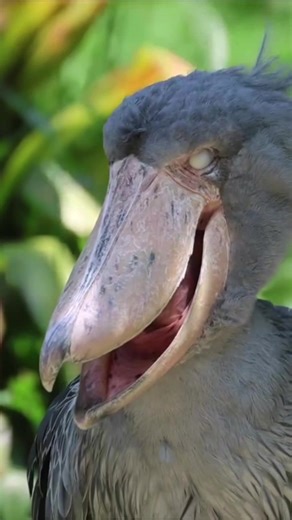 Discover the Shoebill Stork's Fascinating Yawn