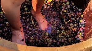 Stomping Grapes! | Jonathan Bravo