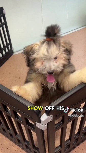 Meet Schnarf: A Charming Havapoo Puppy with Hypoallergenic Coat