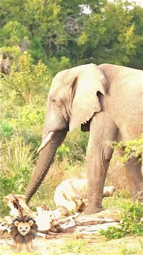 Sad Elephant #wildlife #animals #animalworld