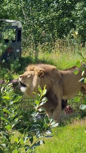Løven brøler ved Kristiansand Dyrepark