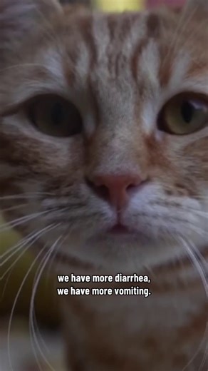 5.9K views · 124 reactions | Surveillance footage from an animal...