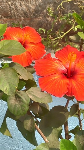 Hibiscus flower 🌺 (mandara phula)