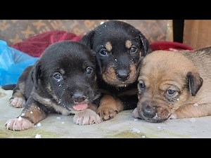 Motherless Rescue Puppies Found Crying and Struggling to Survive 💔