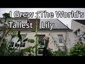 My Giant Lily Is Flowering After Three Years