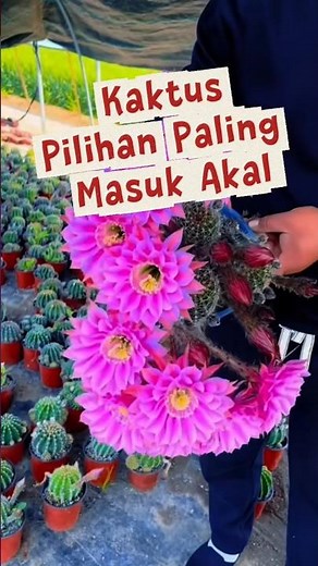 Kaktus adalah pilihan tepat untuk tanaman indoor dan outdoor