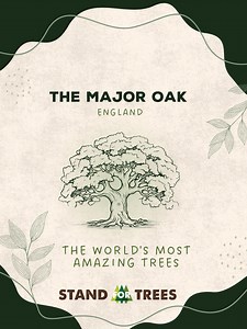 3.2K views · 55 reactions |  The biggest oak tree in Britain, the legendary Major Oak, has stood in Sherwood Forest for nearly 1,000 years! Legend says Robin Hood and his Merry Men once took shelter beneath its mighty limbs. To protect this ancient giant from the impact of its many admirers, it has been fenced off for almost 50 years. #Trees | Stand For Trees | Facebook