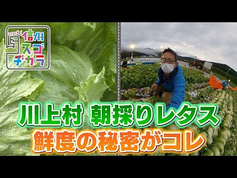 Kawakami Village: The Secret to Freshness of Freshly Picked Lettuce / Hannichi Drive 8: Traveling...