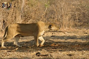 1.6M views · 53K reactions | Lion Country - [ हिन्दी डाक्यूमेंट्री ] Part 9 , #nature #lion #documentary #discovery #wildworlddocumentary | Wild World | Facebook