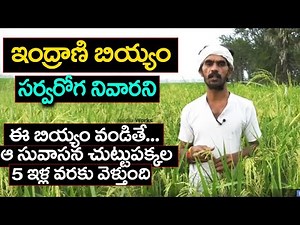 Indrani Rice Health Tips | Scented verity | Natural Healthy Rice | Eagle Media Works