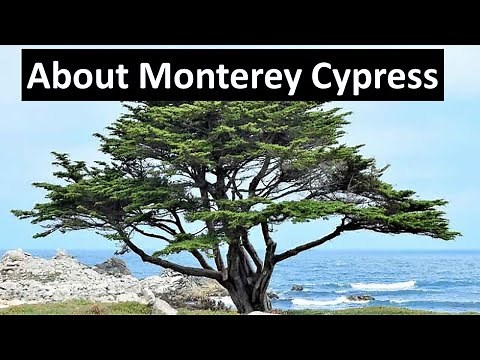 Monterey Cypress - Hesperocyparis macrocarpa - Native California (formerly Cupressus)