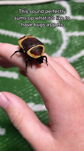 Invertebrates as Exotic Pets: The Unique Experience