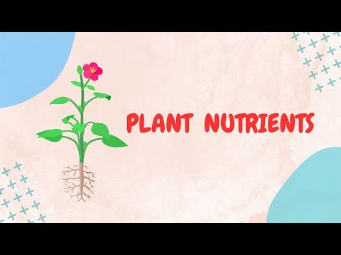 Plant Nutrients — LearnStalk Biology