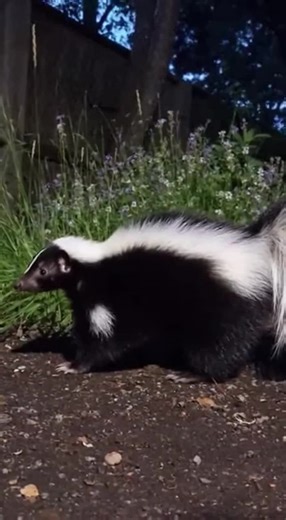 Experience the Sounds of Skunks in the Night Garden