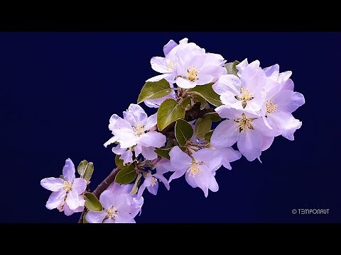 Apple Flower Time-lapse