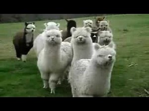 Star Wars Alpacas