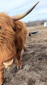 10K views · 1.5K reactions | Epic barn find! #caseih | Doss Farms | Facebook
