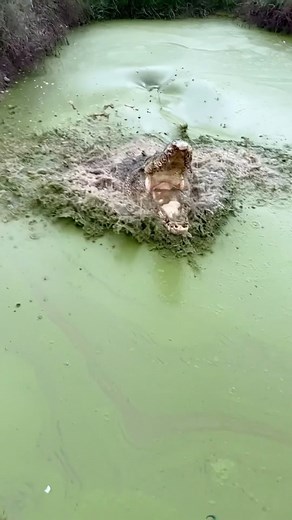 Extinct Animals Facts on Instagram: "Modern crocodiles closely resemble their Jurassic ancestors, showing few noticeable evolutionary changes over the past 200 million years. The key to their evolutionary stability lies in the concept of punctuated equilibrium, a mechanism that drives species to evolve primarily in response to external pressures rather than internal dynamics. Punctuated equilibrium posits that during extended periods of stability, such as those experienced by crocodiles, the nee