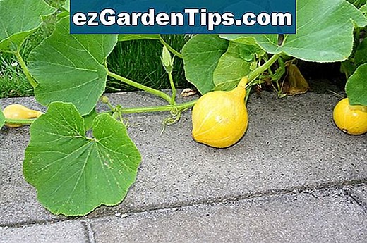 Hoe Butternut bomen snoeien 🌱 Tips Tuinders - Nl.ezGardenTips.com