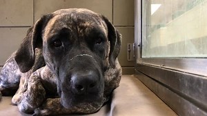 3.2K views · 85 reactions | ✔️Adopted per shelter NO LONGER LISTED...