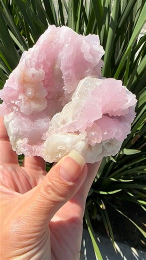11 comments | Perfectly pink crystallized Rose Quartz on Quartz cluster ✨ Available in store and online @ Crystalarium.com #crystals #rosequartz #crystallize #gems #mining #crystalshop #crystalcollection #explore #metaphysicalshop #losangeles #melrose #spiritual #finemineralspecimen | Crystalarium | Facebook