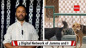 4.5K views · 101 reactions | People are facing problems due to stray dogs in Dab area of ​​Ganderbal, appeal to the district administration to solve it. | Kashmir Crown Live | Facebook