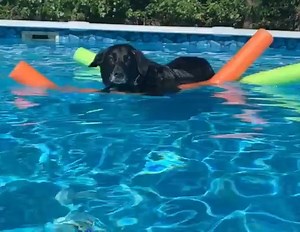 70K views · 1.1K reactions | Diesel the rescue dog loves to float the day away in the pool.  Show us how your dog is enjoying summer! | NJ.com | Facebook