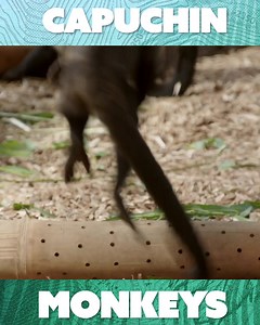 A capuchin monkey is destined to become the next dominant male of his pack - but will he be able to step up and take responsibility? | Nature Bites