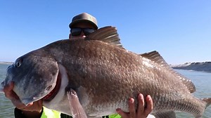 76K views · 1.1K reactions | The other day I sight casted monster fish around a crystal clear water island. | AnglerUp with Brant | Facebook