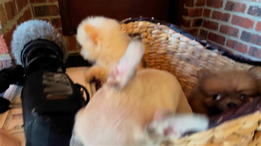 DADE ANIMAL RESCUE: Three of the over 260 animals rescued from a hoarding situation in Trenton. These pets are available for adoption at numerous agencies across northwest Georgia, with several already being adopted since their rescue. | WDEF News 12