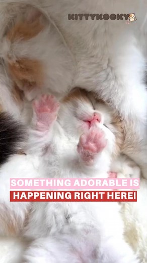 17 reactions | The kitten is snoozing! Let’s not wake it up! 﫣﫣﫣 #cat #catsoftiktok #kittycat #cutecat #funnycat #foryou #fyp #funnyvideos | Kitty Kooky - Cat Lovers | Facebook