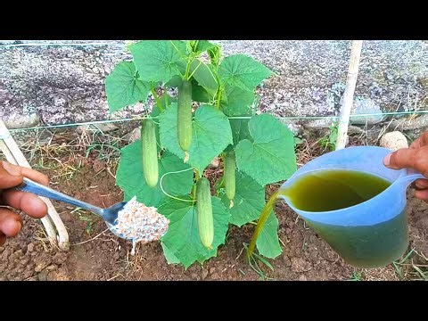 Stop Buying Fertilizer! This Free Liquid Fertilizer Works Like Magic! One Pour, Overnight Growth