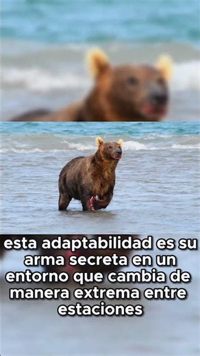 The Brown Bear's Secret Weapon for Survival #wildanimals #wildlife