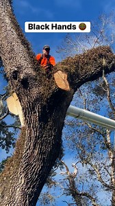 #trees #liveoak #blackhands #tannicacid #getitdone #sawslinger #remedy #stihl500i #treekiller #treewalker #getupthere #stillhere #stillalive #humble #stillalive #happyplace #lovemyjob #makethecut #goodvibes | Andy Pridgeon