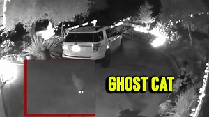 'Security camera footage shows 'Ghost Cat' rising from the ground'