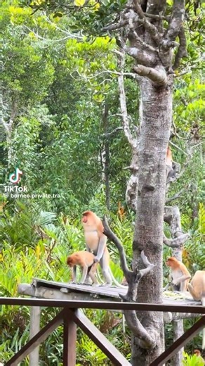 monkeys mating #theothersideofmakebelieve