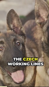 Czech working lines_ compact and energetic